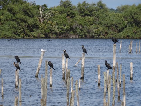 cormorans