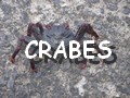 crabes