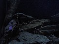 banyuls_aquarium